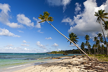 Playa Rincon Beach near Las Galeras, Samana Peninsula, Dominican Republic, West Indies, Central America