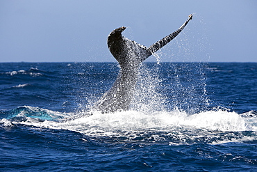 Tail fin of humpback whale (Megaptera novaeangliae), Samana Peninsula, Dominican Republic, West Indies, Caribbean, Central America