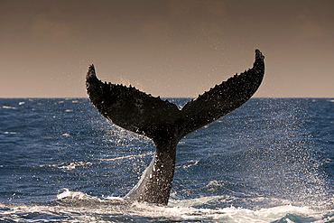 Tail fin of humpback whale (Megaptera novaeangliae), Samana Peninsula, Dominican Republic, West Indies, Caribbean, Central America