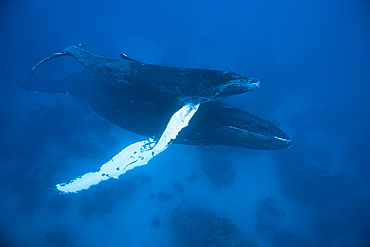 Humpback whale (Megaptera novaeangliae), mother and calf, Samana Peninsula, Dominican Republic, West Indies, Caribbean, Central America