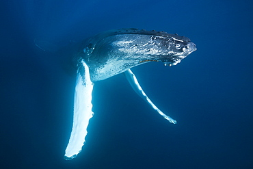 Humpback whale (Megaptera novaeangliae), Samana Peninsula, Dominican Republic, West Indies, Caribbean, Central America