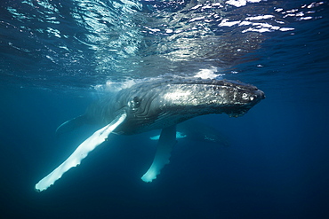 Humpback whale (Megaptera novaeangliae), Samana Peninsula, Dominican Republic, West Indies, Caribbean, Central America