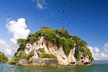 Bird Island La Cacata, Los Haitises National Park, Dominican Republic, West Indies, Central America