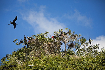 Magnificent frigatebirds (Fregata magnificens) on Bird Island La Cacata, Los Haitises National Park, Dominican Republic, West Indies, Central America