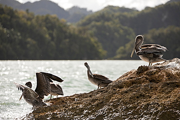 Pelicans (Pelecanus occidentalis), resting on rocks, Los Haitises National Park, Dominican Republic, West Indies, Central America