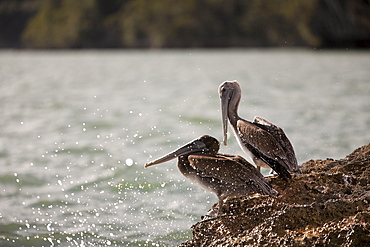 Pelicans (Pelecanus occidentalis), resting on rocks, Los Haitises National Park, Dominican Republic, West Indies, Central America