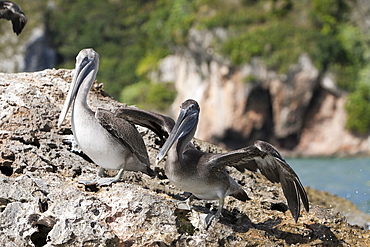 Pelicans (Pelecanus occidentalis), resting on rocks, Los Haitises National Park, Dominican Republic, West Indies, Central America