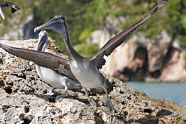 Pelicans (Pelecanus occidentalis), resting on rocks, Los Haitises National Park, Dominican Republic, West Indies, Central America