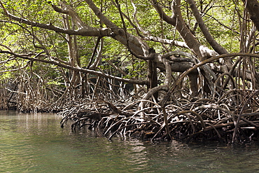 Mangroves (Rhizophora), Los Haitises National Park, Dominican Republic, West Indies, Central America