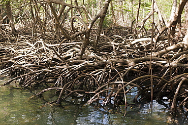 Mangroves (Rhizophora), Los Haitises National Park, Dominican Republic, West Indies, Central America