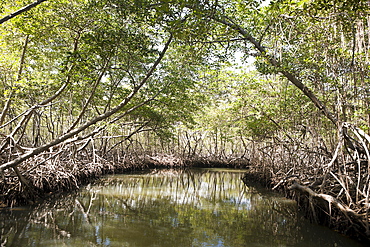 Mangroves (Rhizophora), Los Haitises National Park, Dominican Republic, West Indies, Central America