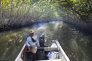 Excursion into mangroves, Los Haitises National Park, Dominican Republic, West Indies, Central America