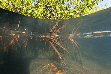 Mangroves (Rhizophora), Los Haitises National Park, Dominican Republic, West Indies, Central America