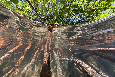 Mangroves (Rhizophora), Los Haitises National Park, Dominican Republic, West Indies, Central America