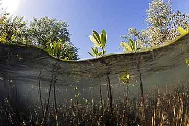 Mangroves (Rhizophora), Los Haitises National Park, Dominican Republic, West Indies, Central America