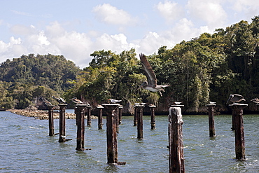 Terns (Sterna sp.) and pelicans (Pelecanus occidentalis) resting on relics of old dock, Los Haitises National Park, Dominican Republic, West Indies, Central America