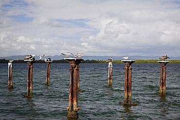 Terns (Sterna sp.) and pelicans (Pelecanus occidentalis) resting on relics of old dock, Los Haitises National Park, Dominican Republic, West Indies, Central America