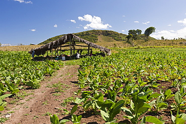 Tobacco Plantation in the Outback, Punta Rucia, Dominican Republic, West Indies, Central America