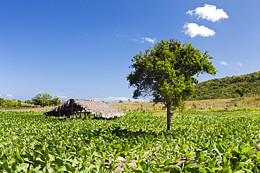 Tobacco Plantation in the Outback, Punta Rucia, Dominican Republic, West Indies, Central America