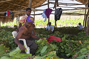 Workers on small tobacco plantation, Punta Rucia, Dominican Republic, West Indies, Central America