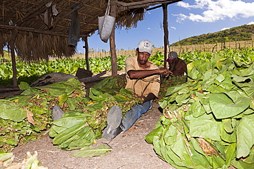 Workers on small tobacco plantation, Punta Rucia, Dominican Republic, West Indies, Central America