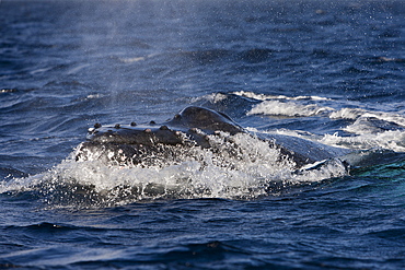 Humpback whale (Megaptera novaeangliae) breathing, Silver Bank, Atlantic Ocean, Dominican Republic, West Indies, Central America