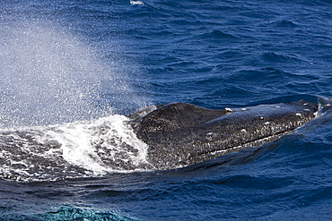 Humpback whale (Megaptera novaeangliae) breathing, Silver Bank, Atlantic Ocean, Dominican Republic, West Indies, Central America