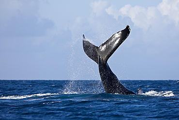 Fluke of humpback whale (Megaptera novaeangliae), Silver Bank, Atlantic Ocean, Dominican Republic, West Indies, Central America