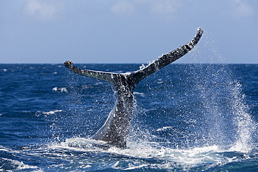 Fluke of humpback whale (Megaptera novaeangliae), Silver Bank, Atlantic Ocean, Dominican Republic, West Indies, Central America