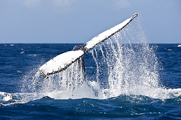 Fluke of humpback whale (Megaptera novaeangliae), Silver Bank, Atlantic Ocean, Dominican Republic, West Indies, Central America