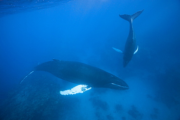 Humpback whale (Megaptera novaeangliae) mother and calf, Silver Bank, Atlantic Ocean, Dominican Republic, West Indies, Central America