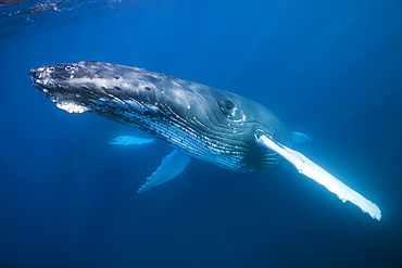 Humpback whale (Megaptera novaeangliae), Silver Bank, Atlantic Ocean, Dominican Republic, West Indies, Central America