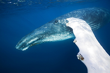 Humpback whale (Megaptera novaeangliae), Silver Bank, Atlantic Ocean, Dominican Republic, West Indies, Central America