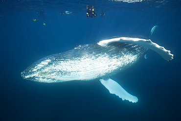 Snorkeler and humpback whale (Megaptera novaeangliae), Silver Bank, Atlantic Ocean, Dominican Republic, West Indies, Central America