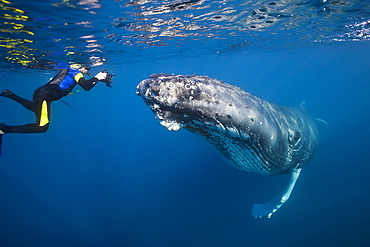 Snorkeler and humpback whale (Megaptera novaeangliae), Silver Bank, Atlantic Ocean, Dominican Republic, West Indies, Central America