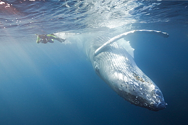 Snorkeler and humpback whale (Megaptera novaeangliae), Silver Bank, Atlantic Ocean, Dominican Republic, West Indies, Central America