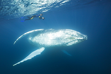 Snorkeler and humpback whale (Megaptera novaeangliae), Silver Bank, Atlantic Ocean, Dominican Republic, West Indies, Central America