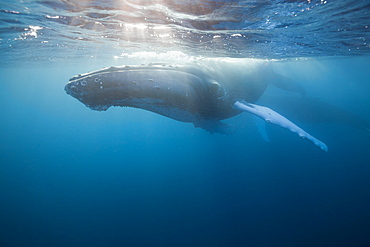 Humpback whale (Megaptera novaeangliae), Silver Bank, Atlantic Ocean, Dominican Republic, West Indies, Central America