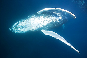 Humpback whale (Megaptera novaeangliae), Silver Bank, Atlantic Ocean, Dominican Republic, West Indies, Central America