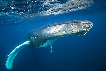 Humpback whale (Megaptera novaeangliae), Silver Bank, Atlantic Ocean, Dominican Republic, West Indies, Central America