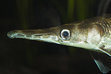 Spotted Gar (Lepisosteus oculatus), Florida, United States of America, North America