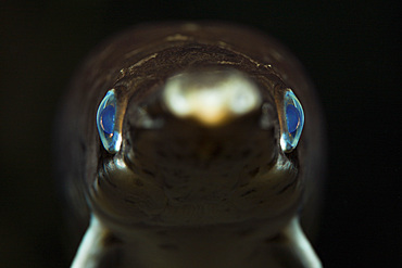 Spotted Gar (Lepisosteus oculatus), Florida, United States of America, North America