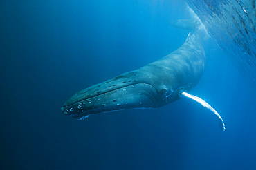 Humpback whale (Megaptera novaeangliae), Dominica, Caribbean Sea, West Indies, Central America