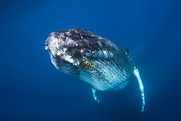 Humpback whale (Megaptera novaeangliae), Dominica, Caribbean Sea, West Indies, Central America