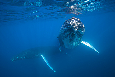 Humpback whale (Megaptera novaeangliae), Dominica, Caribbean Sea, West Indies, Central America