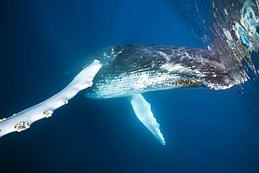 Humpback whale (Megaptera novaeangliae), Dominica, Caribbean Sea, West Indies, Central America