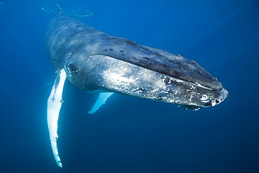 Humpback whale (Megaptera novaeangliae), Dominica, Caribbean Sea, West Indies, Central America