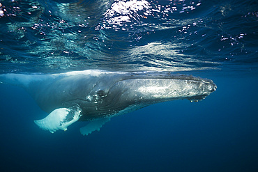 Humpback whale (Megaptera novaeangliae), Dominica, Caribbean Sea, West Indies, Central America