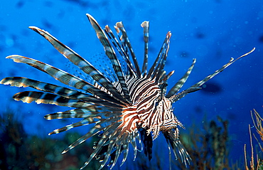 lionfish, turkeyfish, Pterois volitans, Palau, Pacific ocean