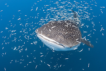 Whale shark (Rhincodon typus), Cenderawasih Bay, West Papua, Indonesia, Southeast Asia, Asia